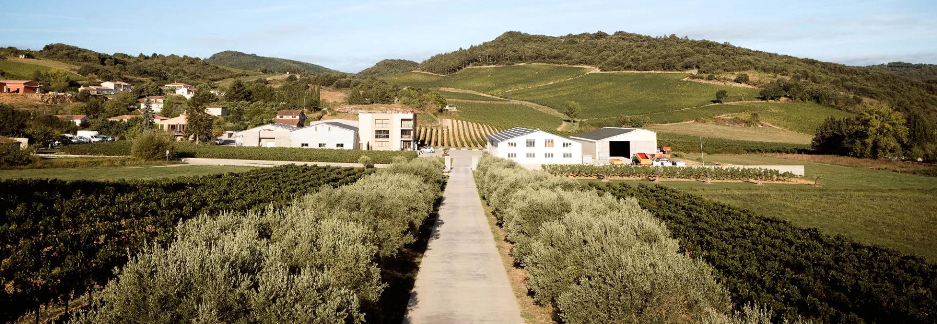 Le vignoble du Domaine Capdepon à Villelongue-d’Aude